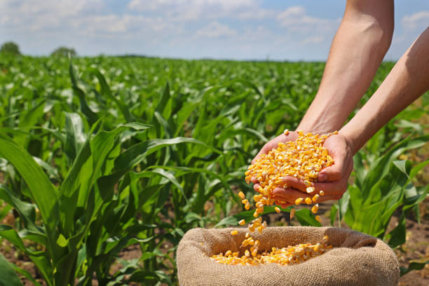 Quality Seeds - Maize